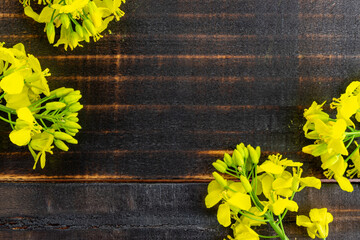 Rapes flower. Yellow rape flowers for healthy food oil on wooden background. Rapeseed plant, colza...