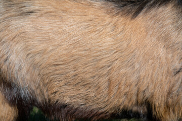 Texture of brown animal fur. The side of an adult goat.