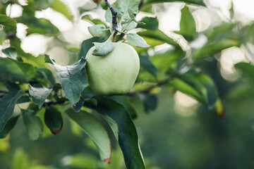 Growing eco fruits in garden and harvest. Nature, eco agriculture in summer, business