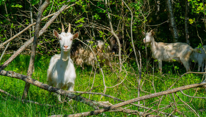 Goat pets graze on a green meadow. Pets on the farm.
