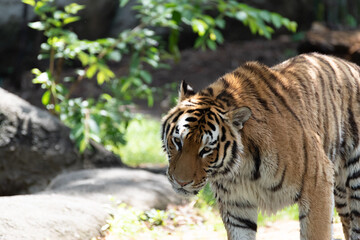 カッコいいトラ