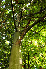 Green trees in leafy forest in Valencia