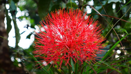 red  flower, Indian May flower 