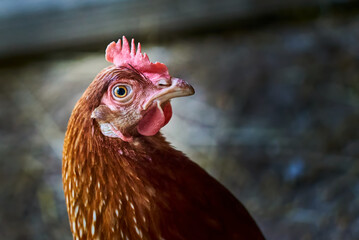 Close up of laying hen, Liguria, Italy