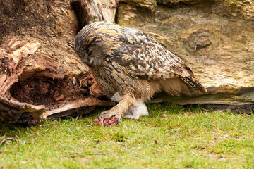 Wild eagle owl mother feeds a chick. The six-week-old white owl is still unstable on its feet in the grass