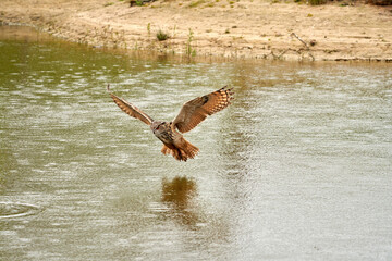 Detailed close up of a wild eagle owl. The bird of prey starts landing, just above the water of a lake. Grabs the prey with its legs. Reflection in green water