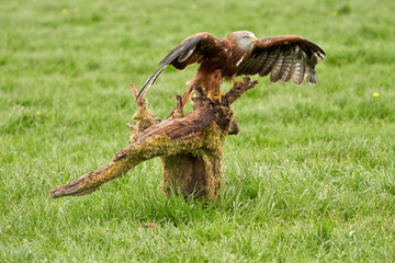 Red kite, bird of prey portrait. The bird lands on a tree stump. Wings spread, detailed shot