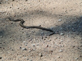 The snake is crawling along the ground. Reptiles.
