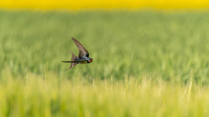 Jakkółka w locie nad zbożem  © Damian