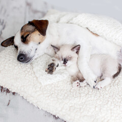 Dog and cat sleeping together
