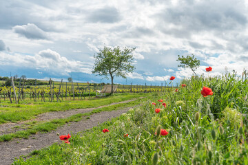 Fr&uuml;hling in Rheinhessen