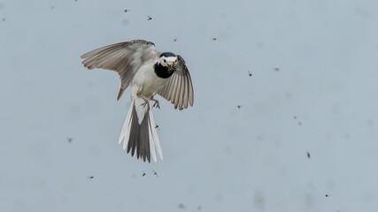 Pliszka siwa w locie  © Damian