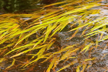 Yellow algae on the river, beautiful natural background.