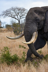 Obraz premium Big African elephant bull feeding