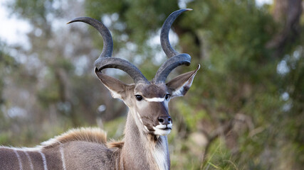the spiral horns of the kudu bull