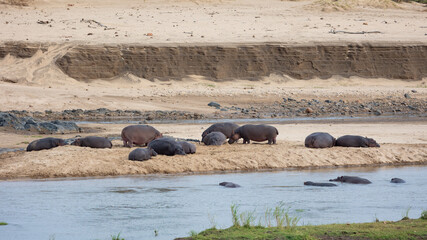 Fototapeta premium a large pod of hippos
