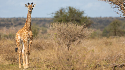 giraffe calf in the wild
