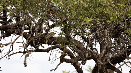 Fototapeta premium leopard relaxing in a big tree