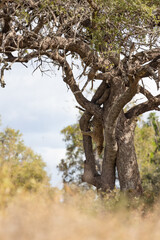 Fototapeta na wymiar Leopard male climbing down a big tree