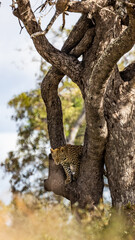 Fototapeta na wymiar Leopard male climbing down a big tree