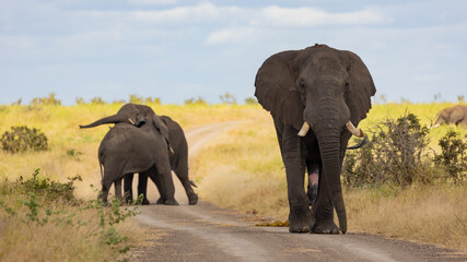 Fototapeta na wymiar African elephants walking down the gravel road