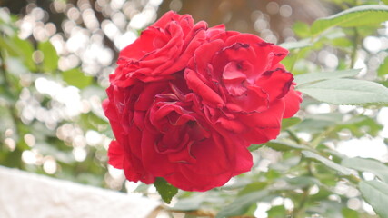 red rose in garden