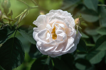 English tea rose in the garden