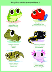 Obraz premium Wild world amphibians cartoons, cute wild animals in vector with scientific name, and common name in English and Spanish.