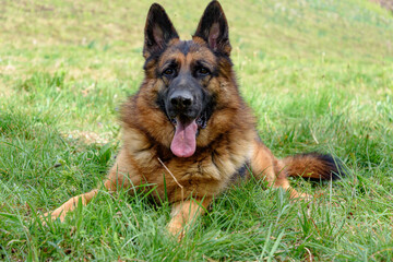 German grass dog lying in the grass with its mouth open, its tongue out, its ears pricked and looking at the camera,