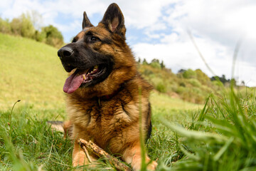 close-up, portrait, from the front of a German grass dog lying in the grass in a sphinx pose, looking to the left of the photo, with its mouth ajar and a league out while holding a stick in its hands