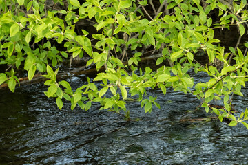 Fototapeta na wymiar Branches with bright green leaves over the water are a beautiful landscape for relaxation.