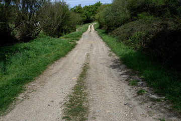 dirt road between fields of grass that advances towards the horizon. On the sides of the road there are grass, bushes and weeds, above a blue sky with some white clouds