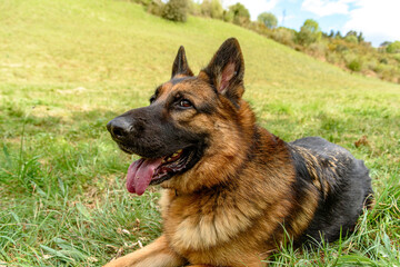 close-up, portrait, front-on of a German shepherd dog completely lying in the grass facing the camera with its head on one side, holding a stick firmly in its hands while biting it