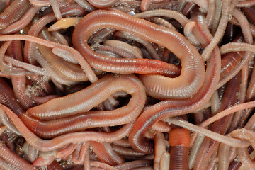 Earthworms for loosening the soil and for bait fishing. Top view, close-up.