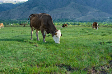 cows grazing on green pasture summer day.