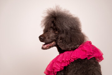 Large brown standard French poodle portrait