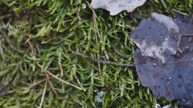 Wet fallen leaves on green moss covered ground. Autumn background. Closeup view