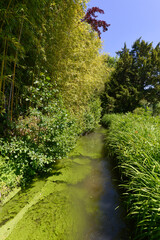 rivière Le Ru, Les jardins de Claude Monet, Giverny, Eure, 27, Normandie