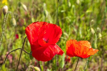 Naklejka premium Close-up of a beautiful red flower of a corn poppy near Ingelheim am Rhein / Germany 