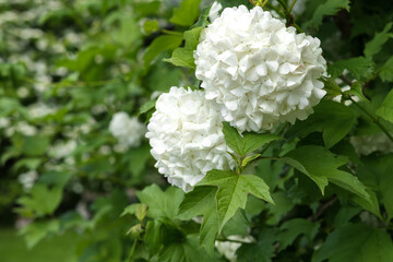 Large white buds with small petals of a viburnum (Boule de Neige) garden bush, among many green leaves, and on the left is a copy space.