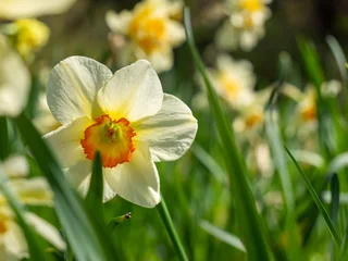 Fotobehang daffodils in spring close up © pfongabe33
