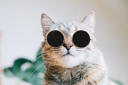 Fashionable cat in black sunglasses. Looking at camera.