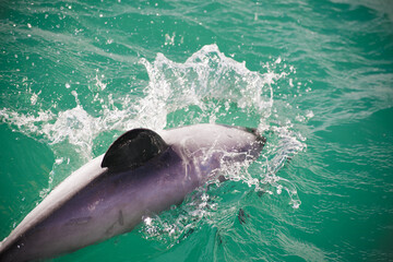 Dolphin in water, Akaroa cruise ship, New Zealand © tky15lenz