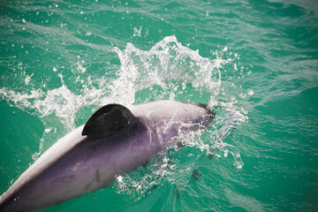Dolphin in water, Akaroa cruise ship, New Zealand