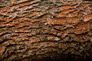 background and texture concept - close up of tree trunk bark