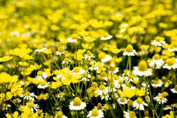 Chamomile flower field in a beauiful sunny day.