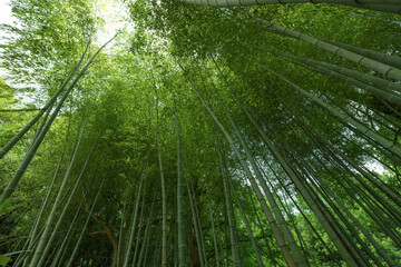 新緑の竹林