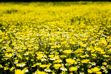 Obraz premium Chamomile flower field in a beauiful sunny day.