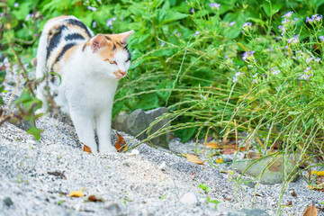 立ち止まって何かを見つめる三毛猫【神奈川県・城ヶ島】