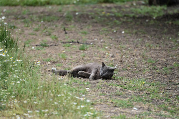Grey cat resting outdoors in grass,wildlife photo